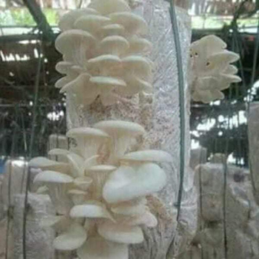 Phôi Nấm Sò Thái Trắng