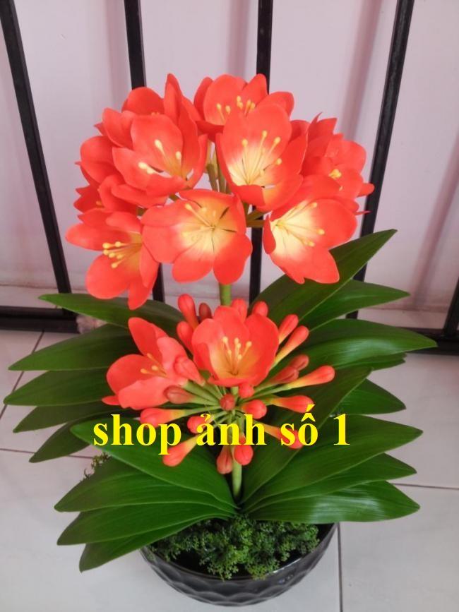 Lan Quân Tử Cây Lan Quân Tử