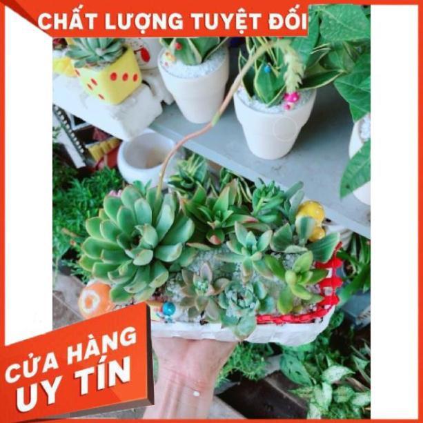 Chậu sen đá mix tiểu cảnh