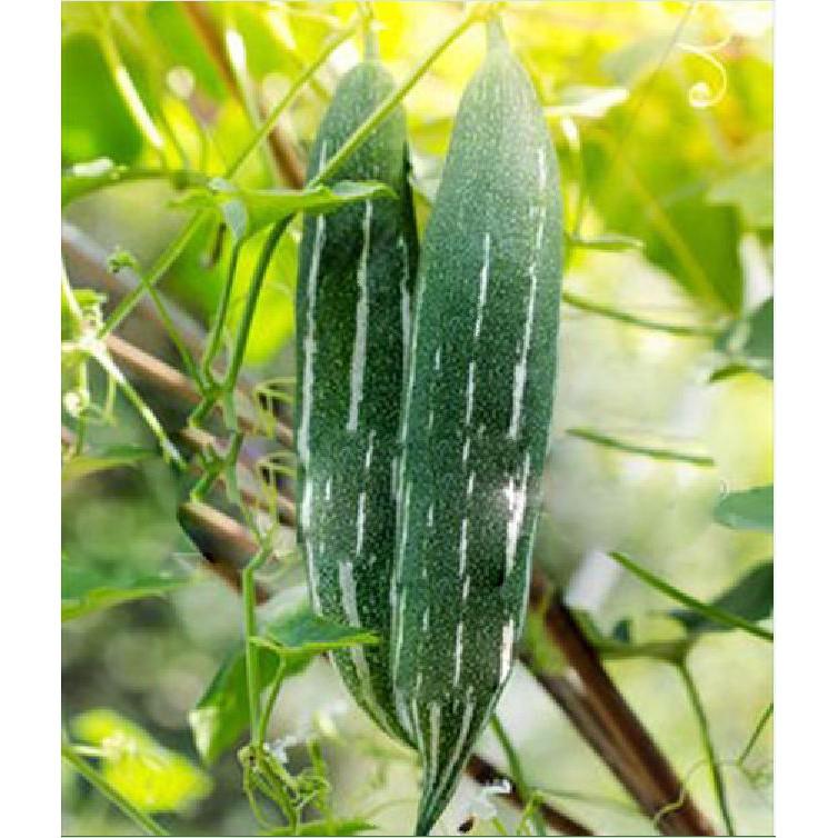 Hạt Giống Lặc Lày 10 hạt/gói