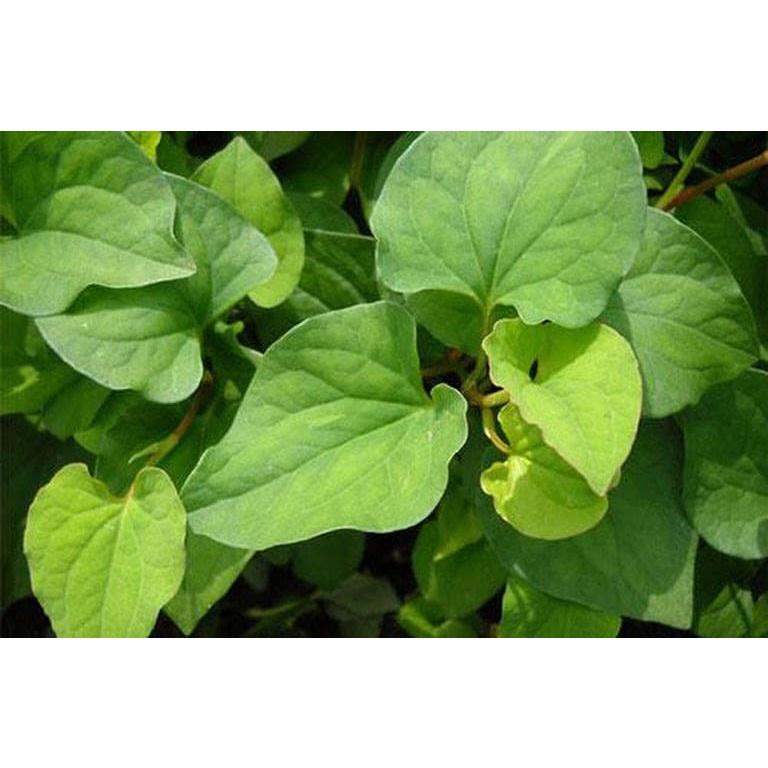 RAU DIẾP CÁ - BẦU CÂY GIỐNG NHIỀU THÂN