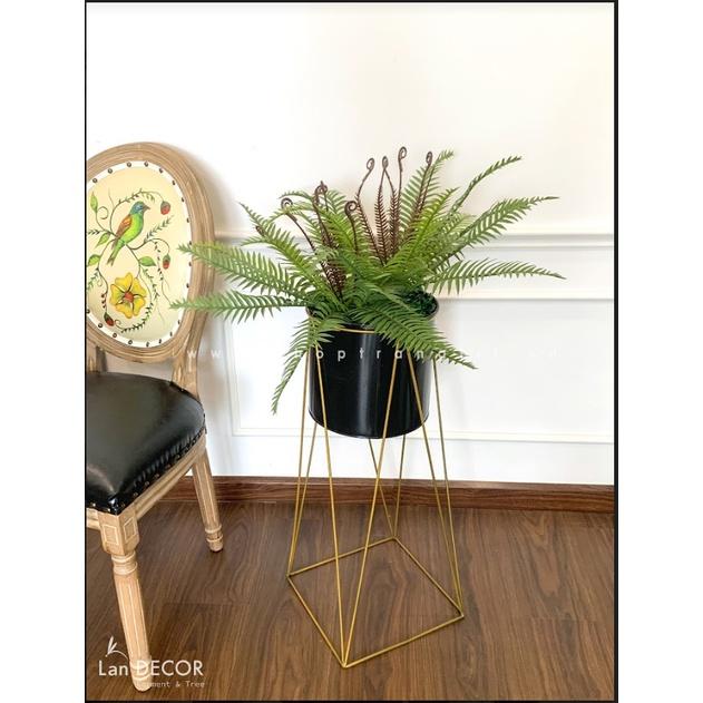 CHẬU CÂY DƯƠNG XỈ VẠN TUẾ TRANG TRÍ NHÀ ĐẸP