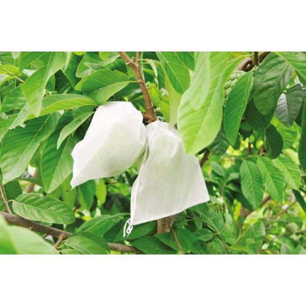Combo 100 túi bọc trái cây kích thước 16x18 cm