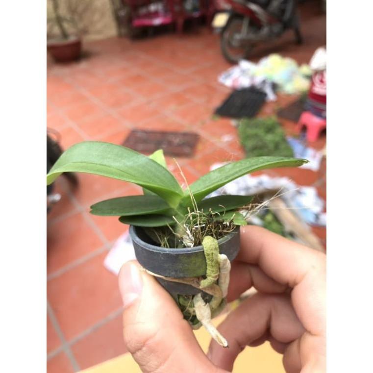 Ngọc điểm giống