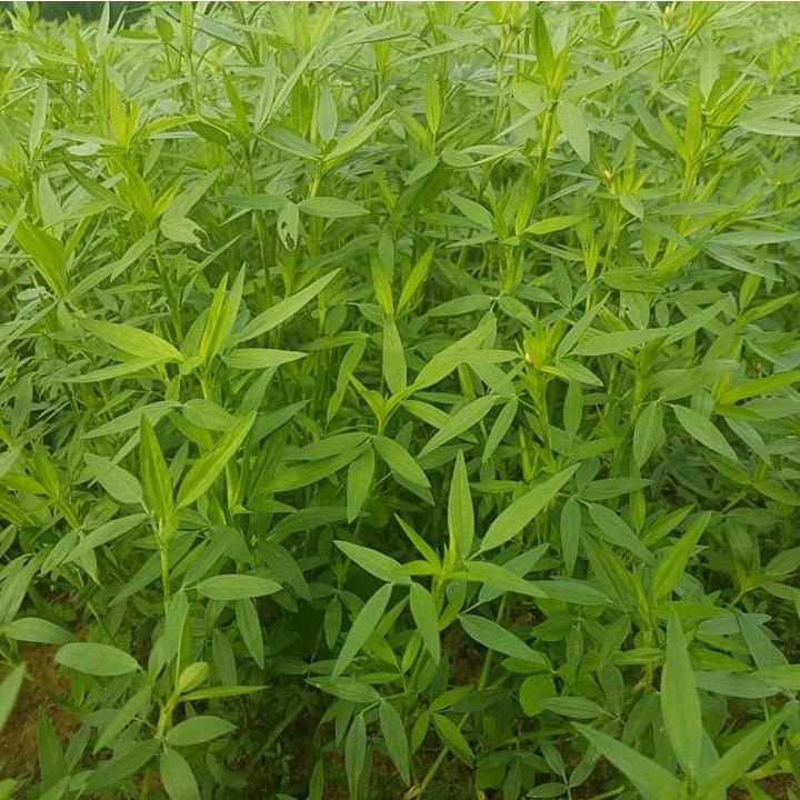 Hạt Giống Cỏ Chăn Nuôi Stylo  KNS3738 - Gói 50gram