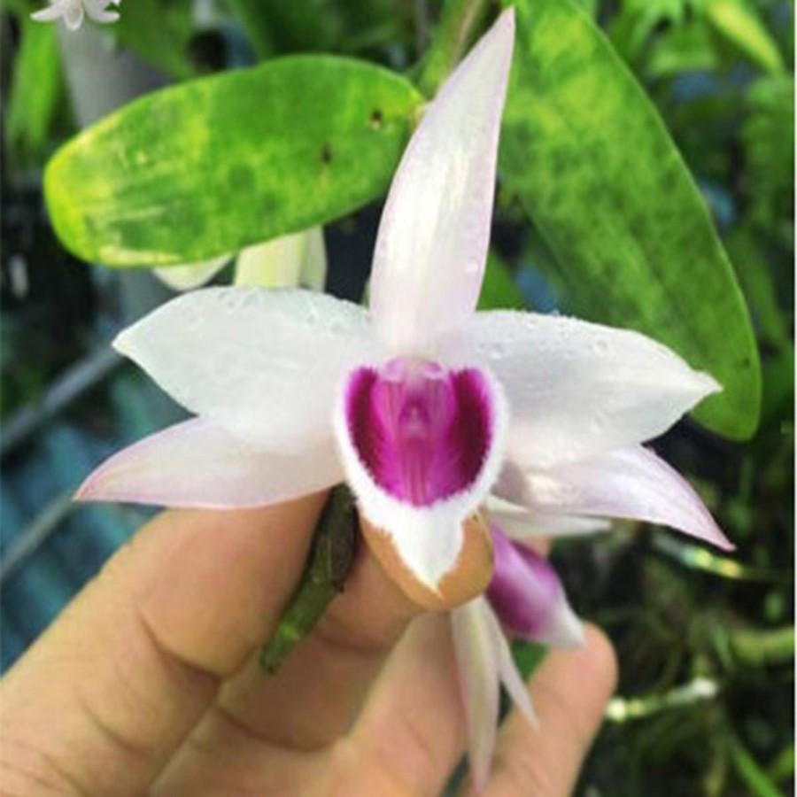 Phong lan phi điệp tây nguyên rễ khỏe, ấm chậu