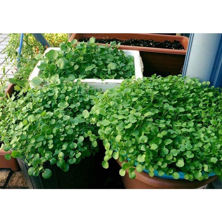 Hạt giống rau cải xoong dễ trồng năng suất cao, nhanh thu hoạch, thích hợp trồng chậu và đồng ruộng