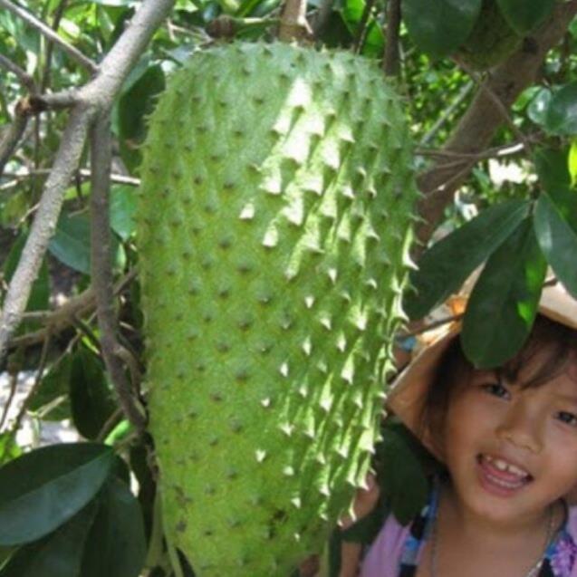 Cây mãng cầu xiêm thái + Tặng 01 cây dâu da đất