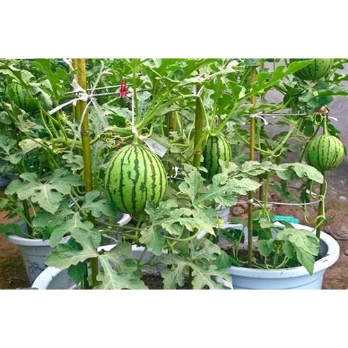 Gói 20 Hạt giống dưa hấu trái táo baby vỏ siêu mỏng (Apple WaterMelon )