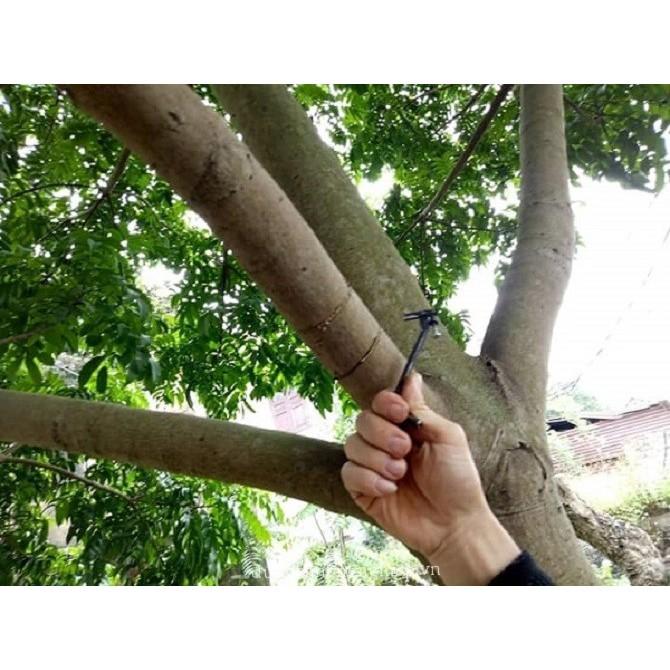 BỘ 3 DAO KHOANH VỎ CÂY ĂN QUẢ TIỆN DỤNG