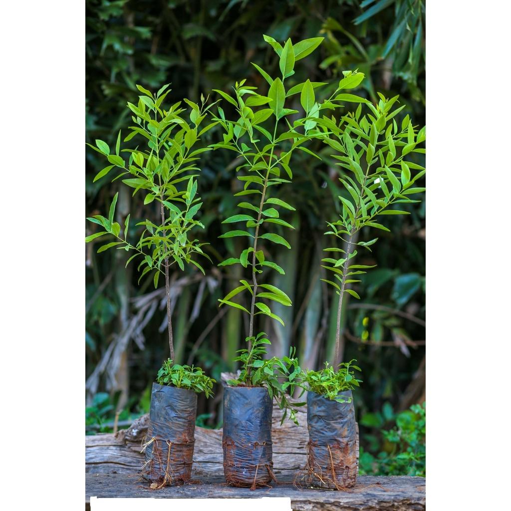 COMBO 2 Cây giống Đàn Hương trắng Ấn Độ