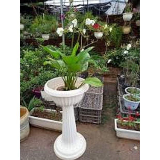 CHẬU CÂY BÁCH THỦY TIÊN MANG LẠI MAY MẮN CHO GIA CHỦ, CỰC DỄ TRỒNG