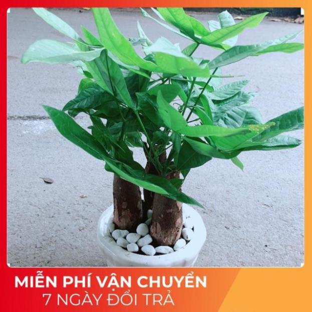 Chậu Kim Ngân 3 Thân Lớn