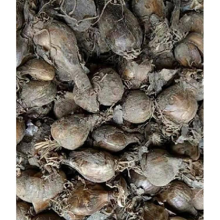 Combo 5 củ giống hoa bỉ ngạn nhiều màu