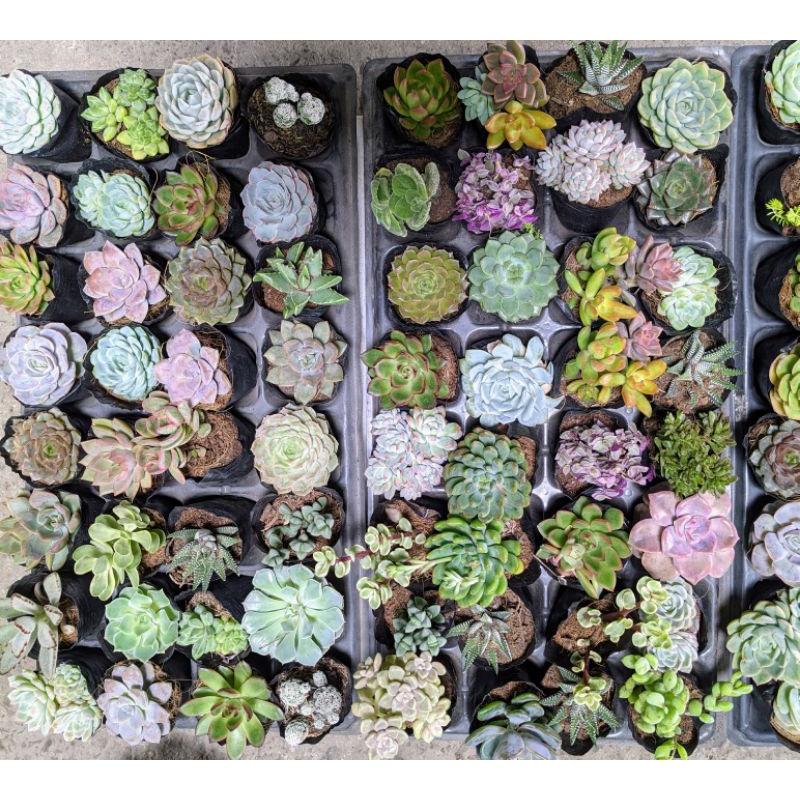 Sen đá bầu nhỏ ngẫu nhiên size 5-8cm FREESHIPĐã thuần khí nóng Bao đẹp