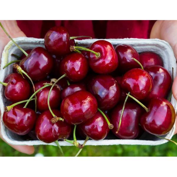 CÂY GIỐNG CHERRY BRAZIL CHỊU NHIỆT