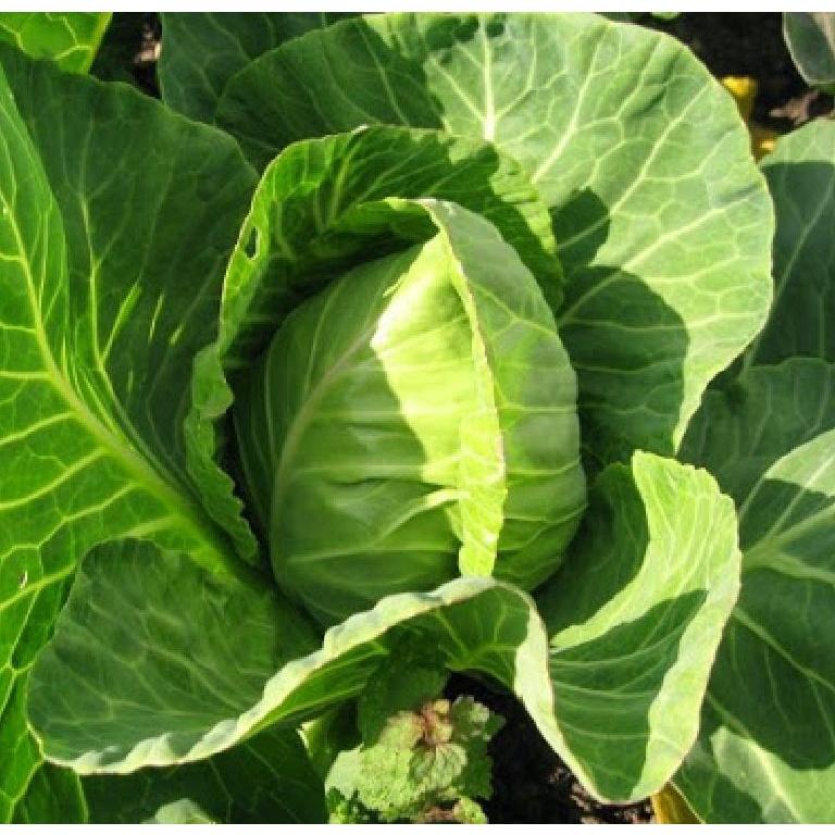 Hạt giống bắp cải trái tim xanh F1 KNS309 - Gói 30 hạt