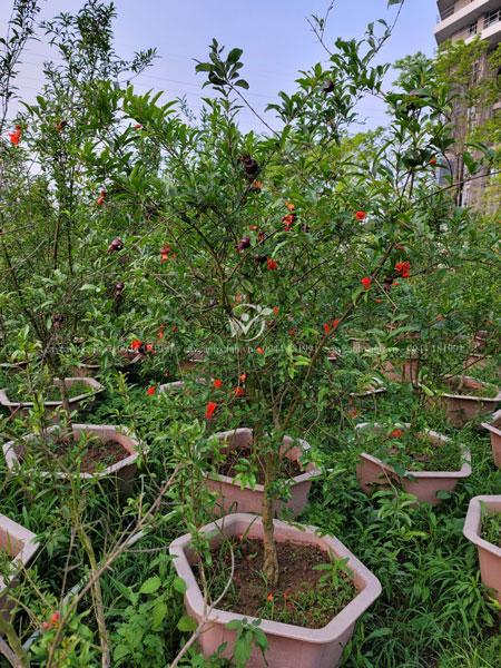 Cây giống Lựu Tím