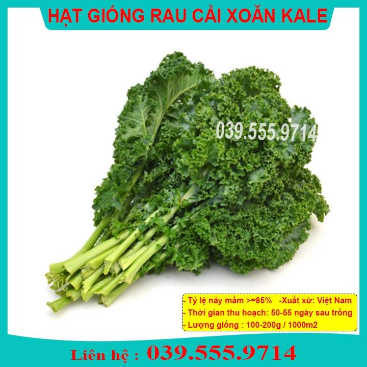 HẠT GIỐNG CẢI KALE XOĂN XANH - CẢI ÍT SÂU DỄ TRỒNG DINH DƯỠNG CAO