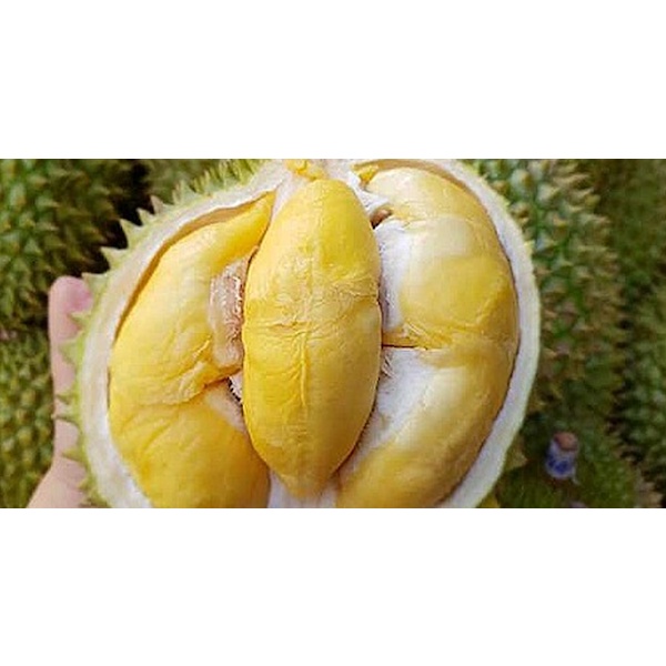 Ây Giống Sầu Riêng Ri6 Da Xanh Cơm Vàng Hạt Lép