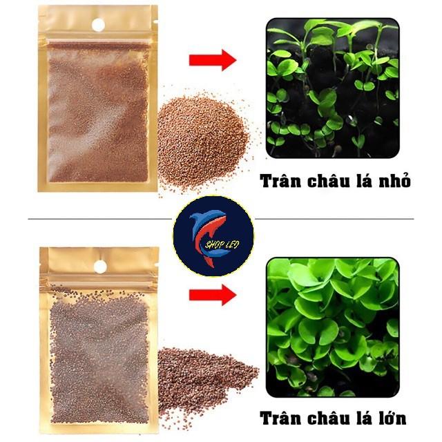 Hạt giống cây thủy sinh - hạt mầm Thủy sinh - Trân Châu, Ngưu Mao Chiên, Cỏ Tình Yêu, Cỏ May Mắn, Cỏ Trái Tim