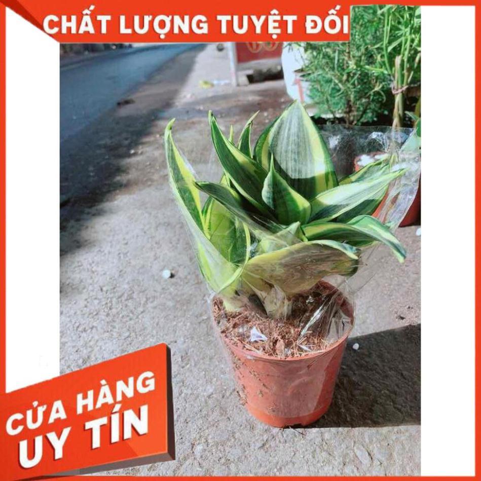 Lưỡi Hổ Thái Vàng Nhiều Người Mua