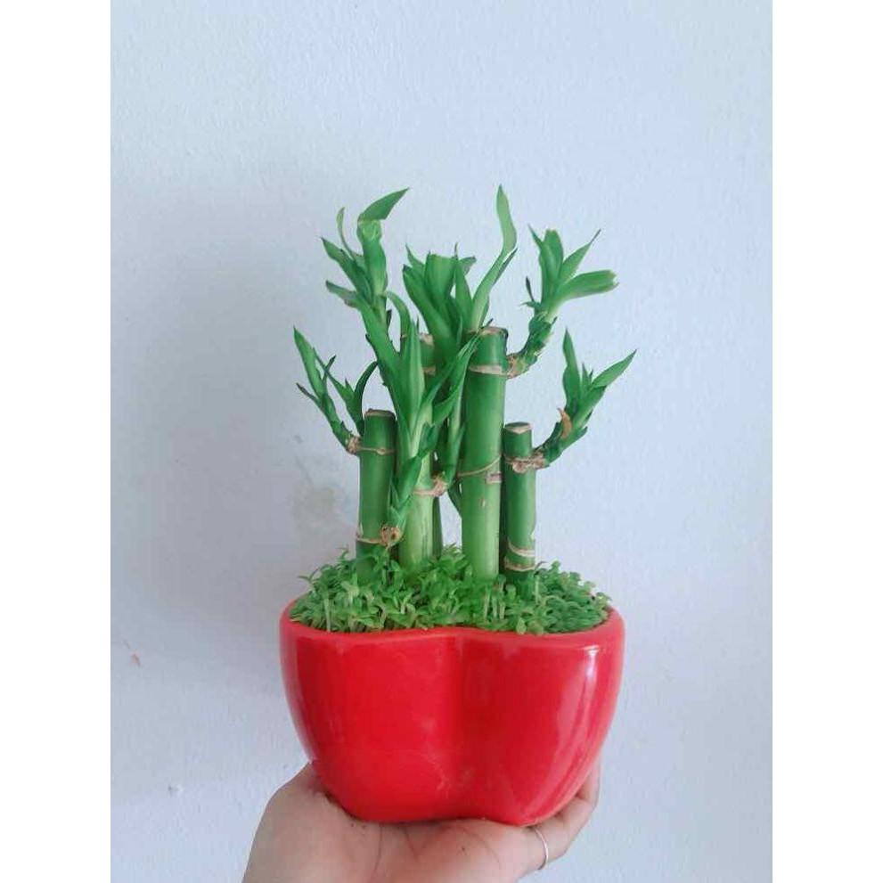 Chậu trúc phát tài trái tim Bán Chạy