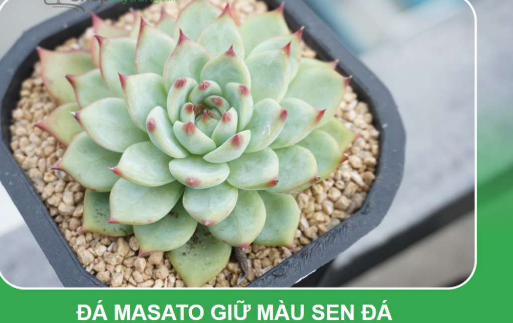 Đá Masato size 2-4mm (bao 10kg), giá thể trồng sen đá, xương rồng, giữ màu, chống bị úng trong mùa mưa