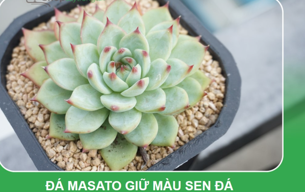 Đá Masato size 3-6mm - dùng rải mặt chậu giữ màu sen đá, xương rồng