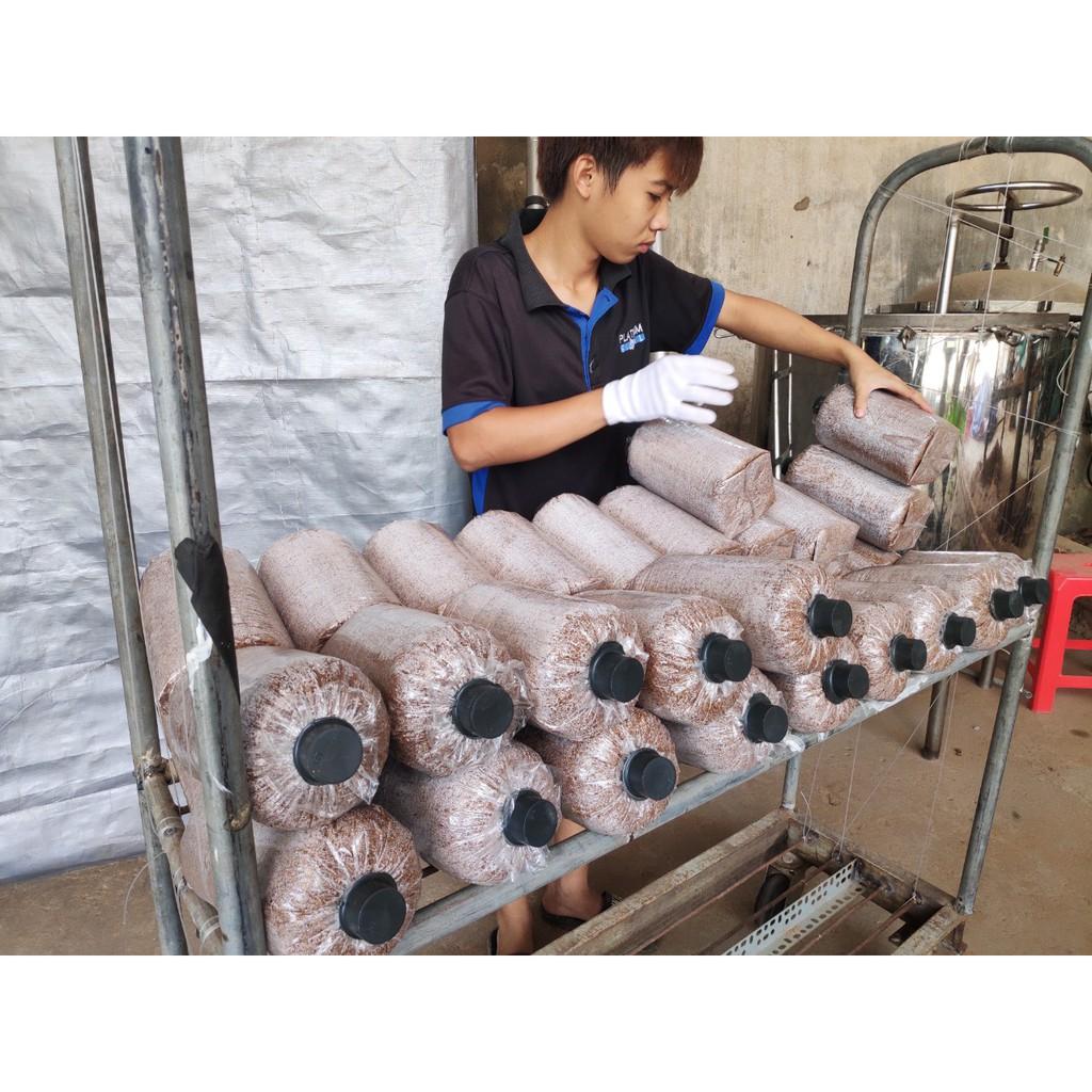 Phôi nấm bào ngư trồng tại nhà