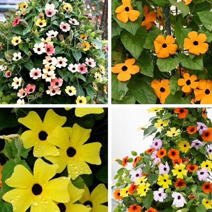 Hạt giống hoa ánh dương mix màu-gói 5 hạt