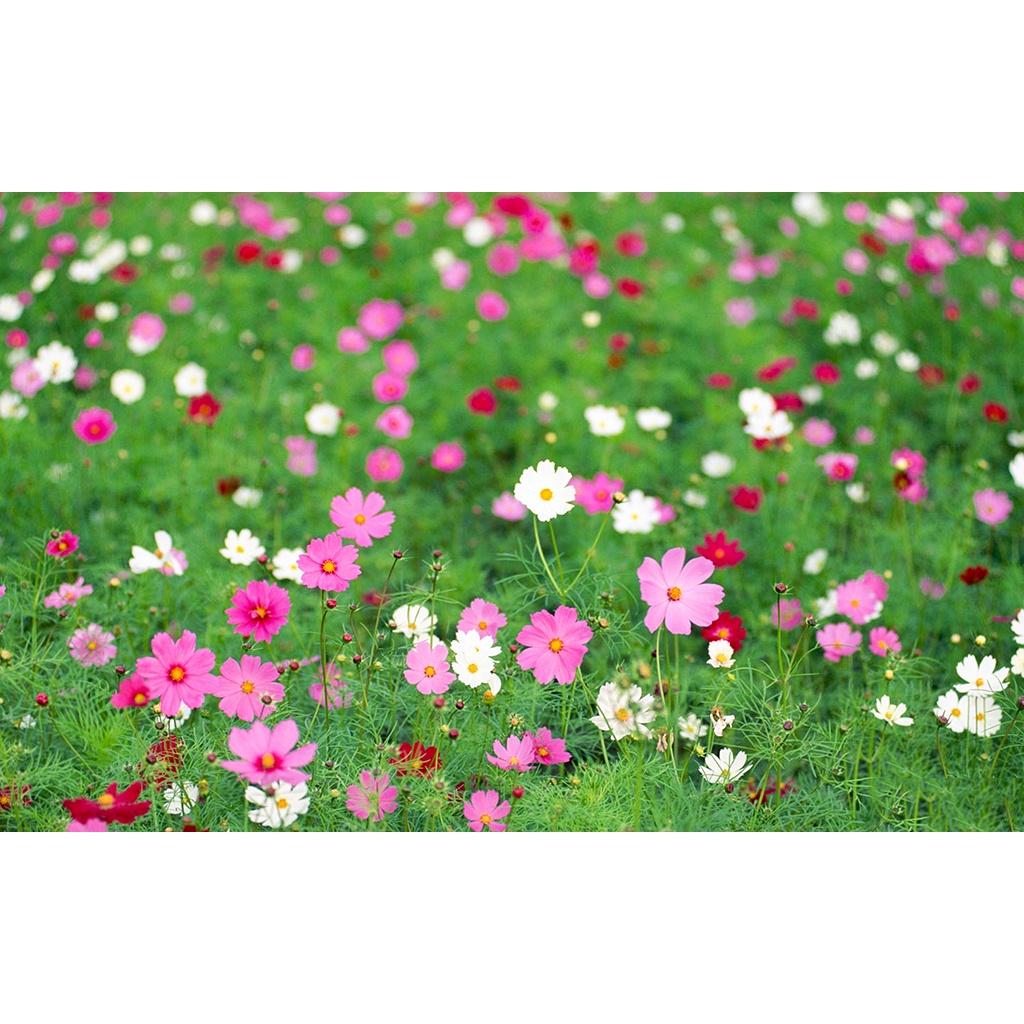 HẠT GIỐNG HOA SAO NHÁI - cánh bướm mix màu GÓI 50 HẠT nhiều màu đẹp- tỷ lệ nảy mầm cao dễ trồng