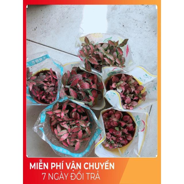 Cẩm Nhung Đỏ 35k/c