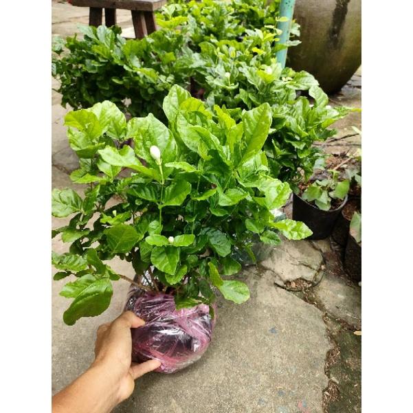 Chậu hoa lài tiểu thư