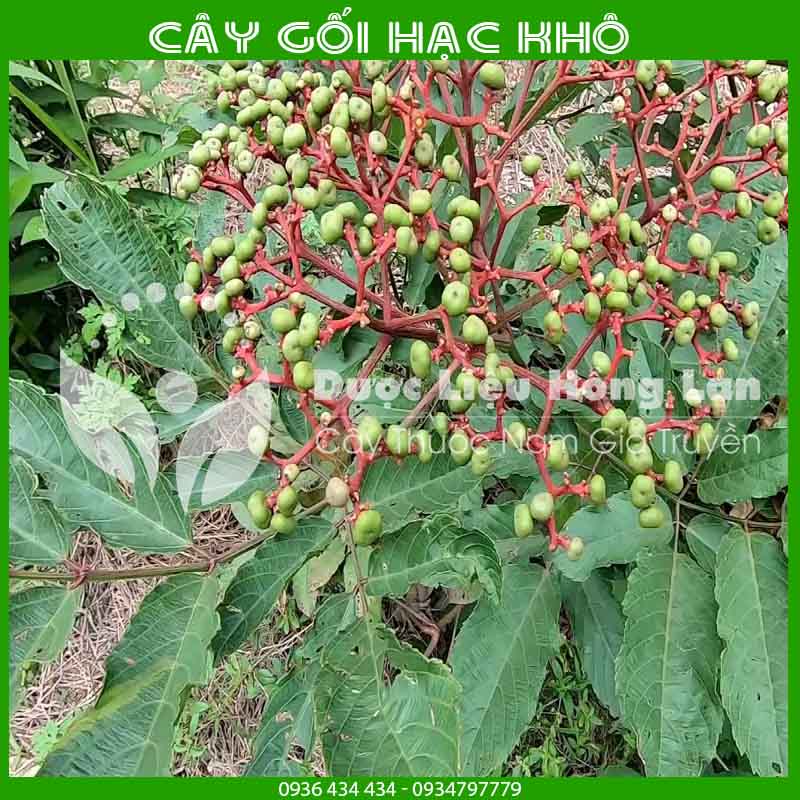 Cây Gối Hạc khô đóng gói 500g