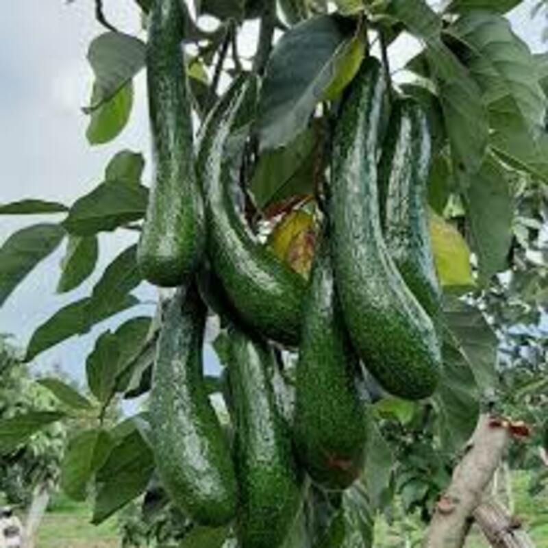 CÂY GIỐNG BƠ 034 SIÊU NGON