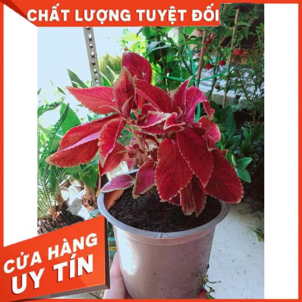 Cây lá gấm Nhiều Người Mua