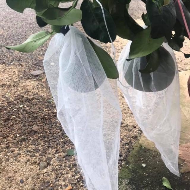 50 TÚI BỌC BƯỞI DA XANH ,BƯỞI LOẠI TO.....LƯỚI MÙNG CỠ 30x40