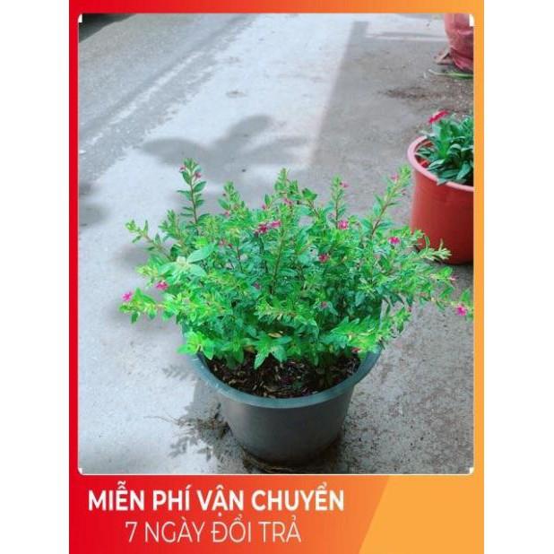 Hoa Cẩm Tú Mai