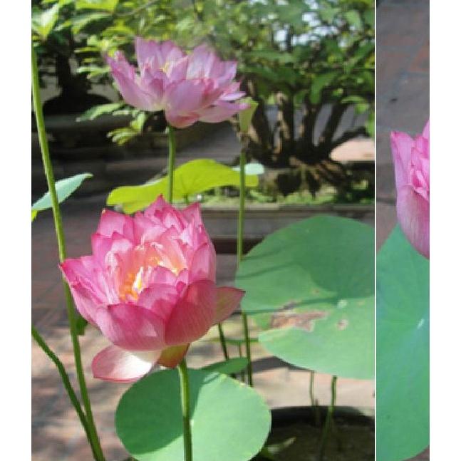 Hạt giống hoa sen bách diệp mix màu-Gói 5 hạt
