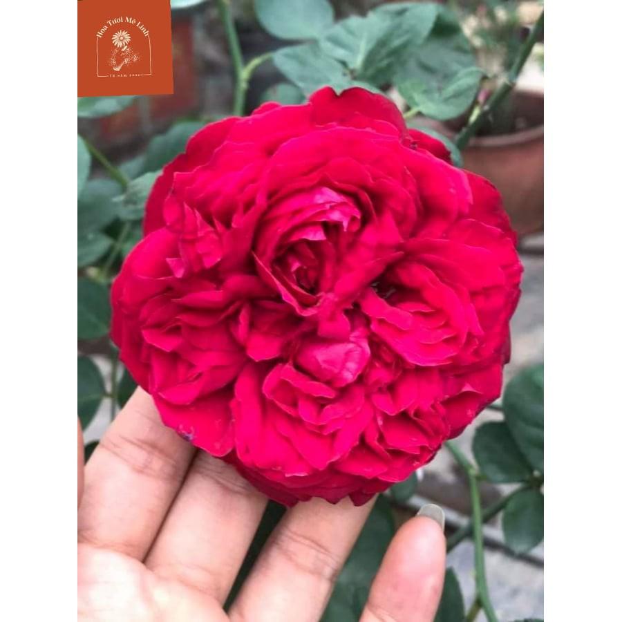 Hoa hồng ngoại Red Eden – Vườn địa đàng đỏ lộng lẫy kiêu sa