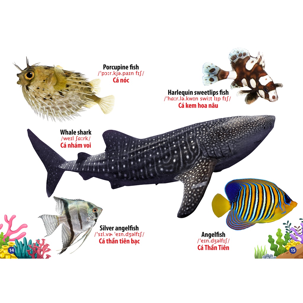 Sách Từ Điển Bằng Hình - Động Vật Dưới Nước