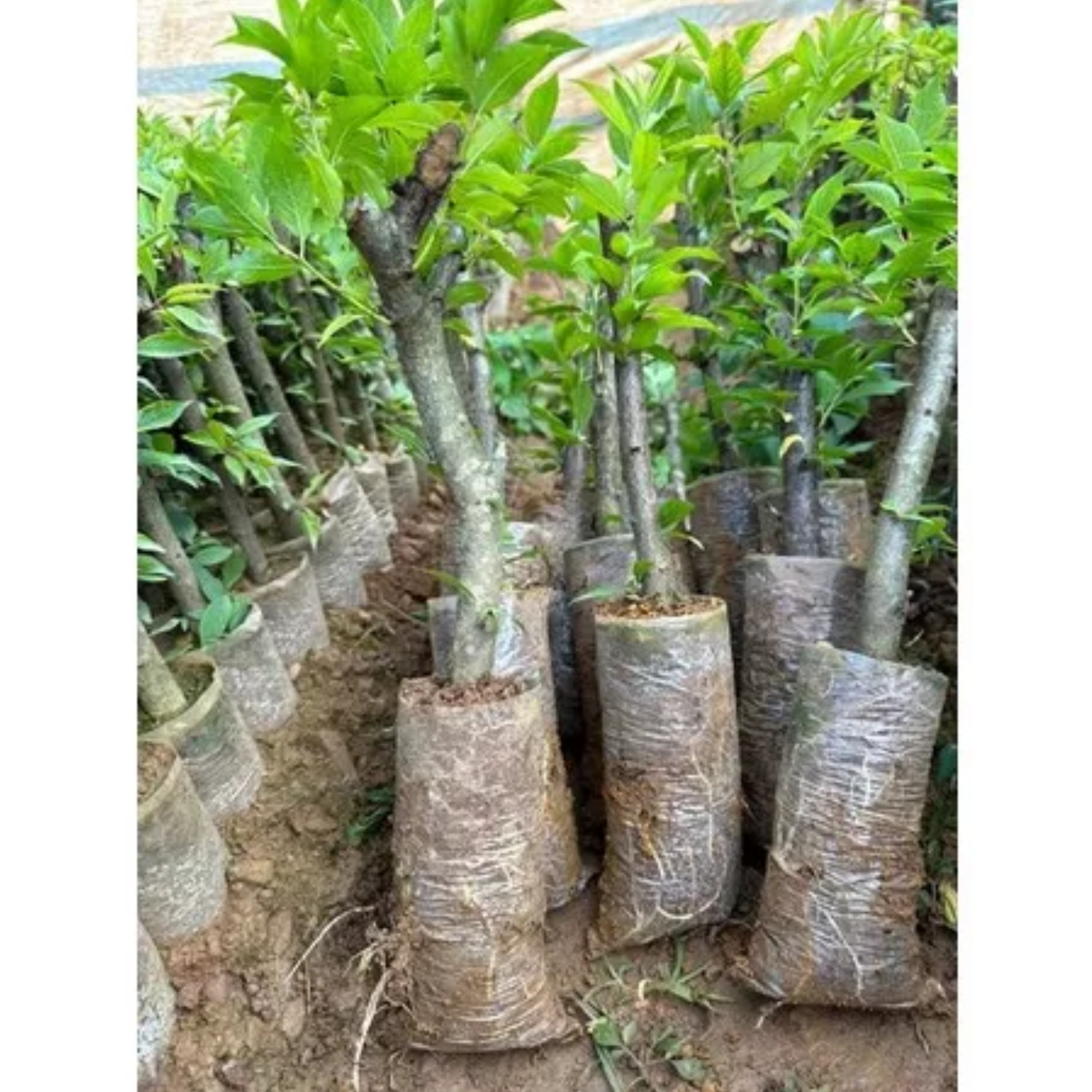 Cây giống mận hậu chiết cành trái sớm siêu quả siêu năng suất