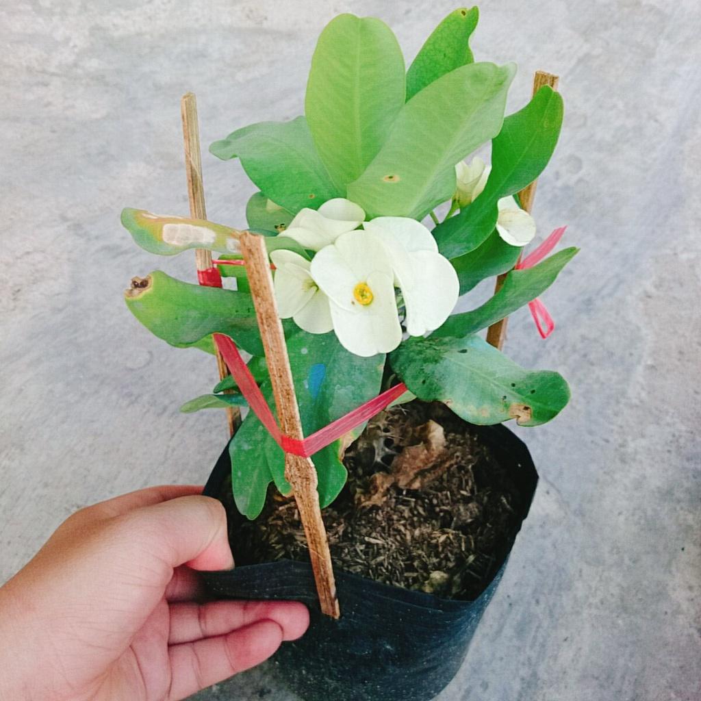 Xương Rồng Bát Tiên - cây cảnh để bàn + tặng phân bón cho cây