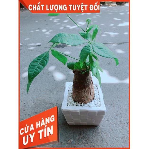 Chậu Kim Ngân Chân Voi