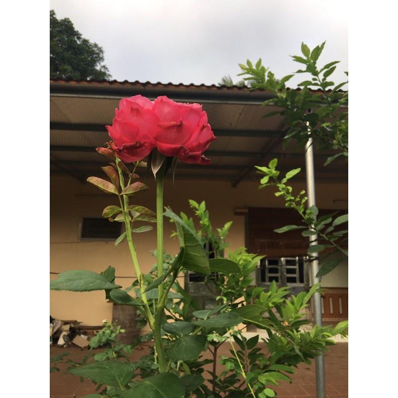 Hoa hồng leo Kordes’ Jubilee rose - bầu vải, cây to lớn, già