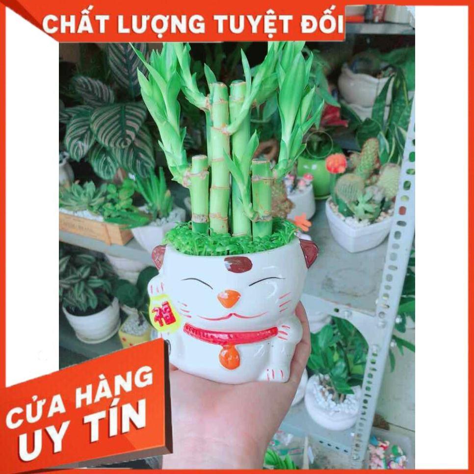 Chậu Trúc Phát Tài Mèo May Mắn Nhiều Người Mua
