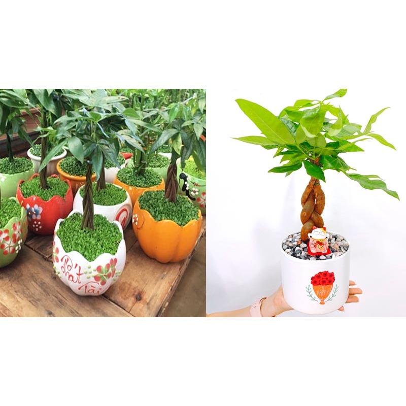CÂY GIỐNG KIM NGÂN *