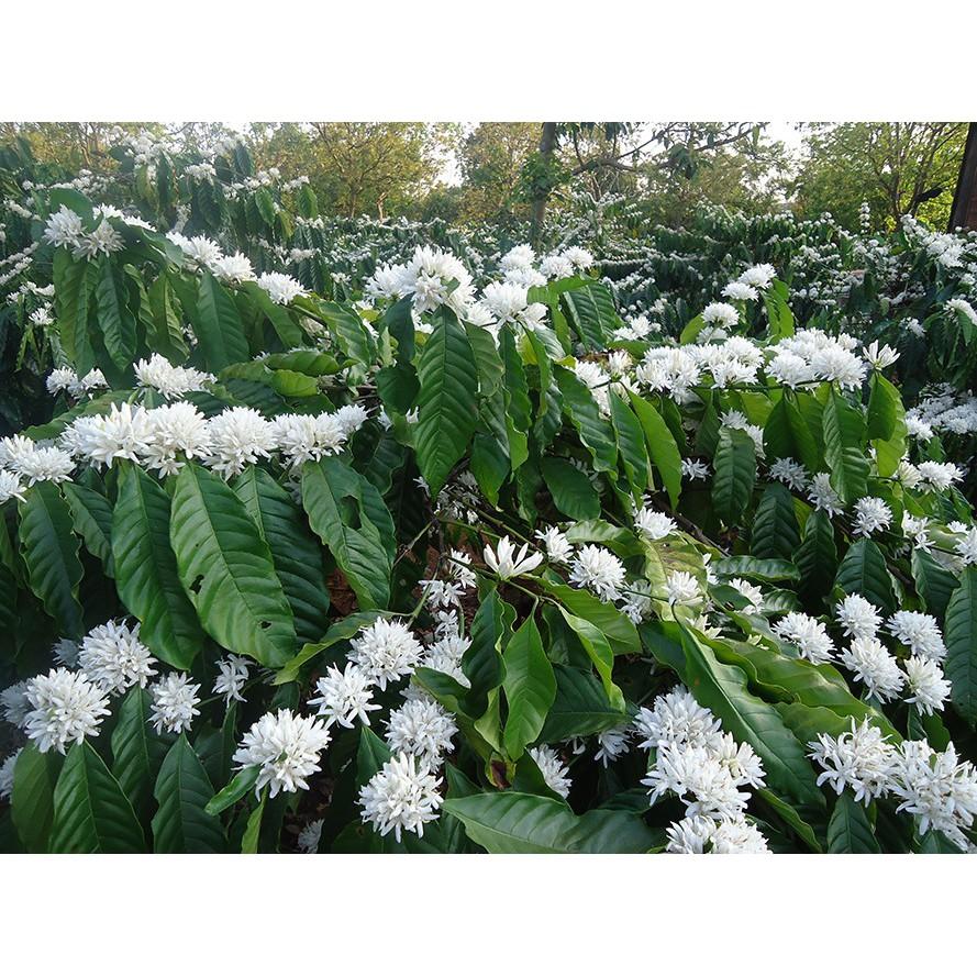 PHÂN BÓN LÁ ĐẦU TRÂU KÍCH THÍCH RA HOA 701 100g