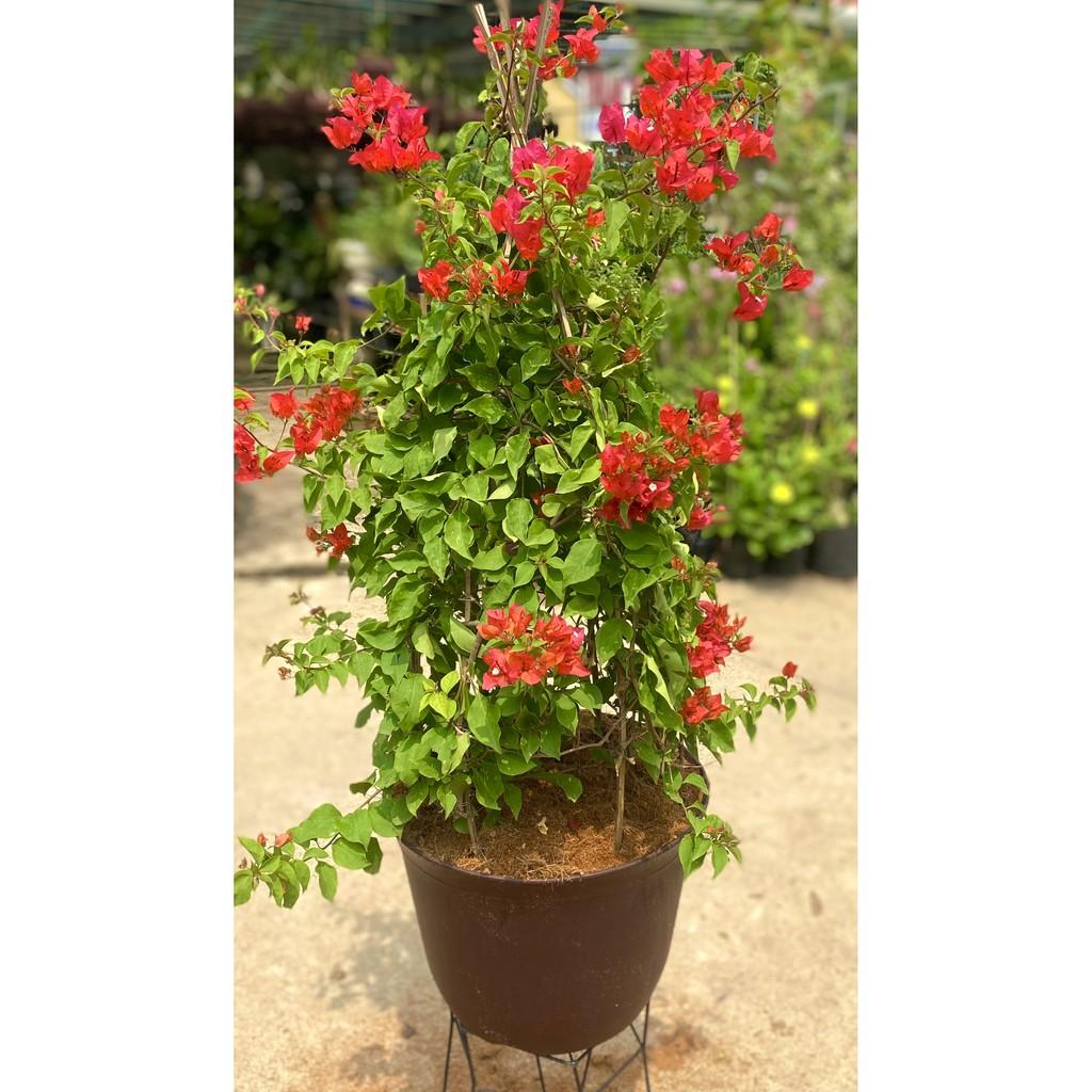 Chậu hoa giấy Thái màu đỏ cờ